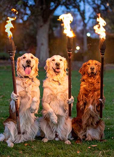 Torches Dogs Funny Birthday     They heard you might need some help lighting your birthday candles